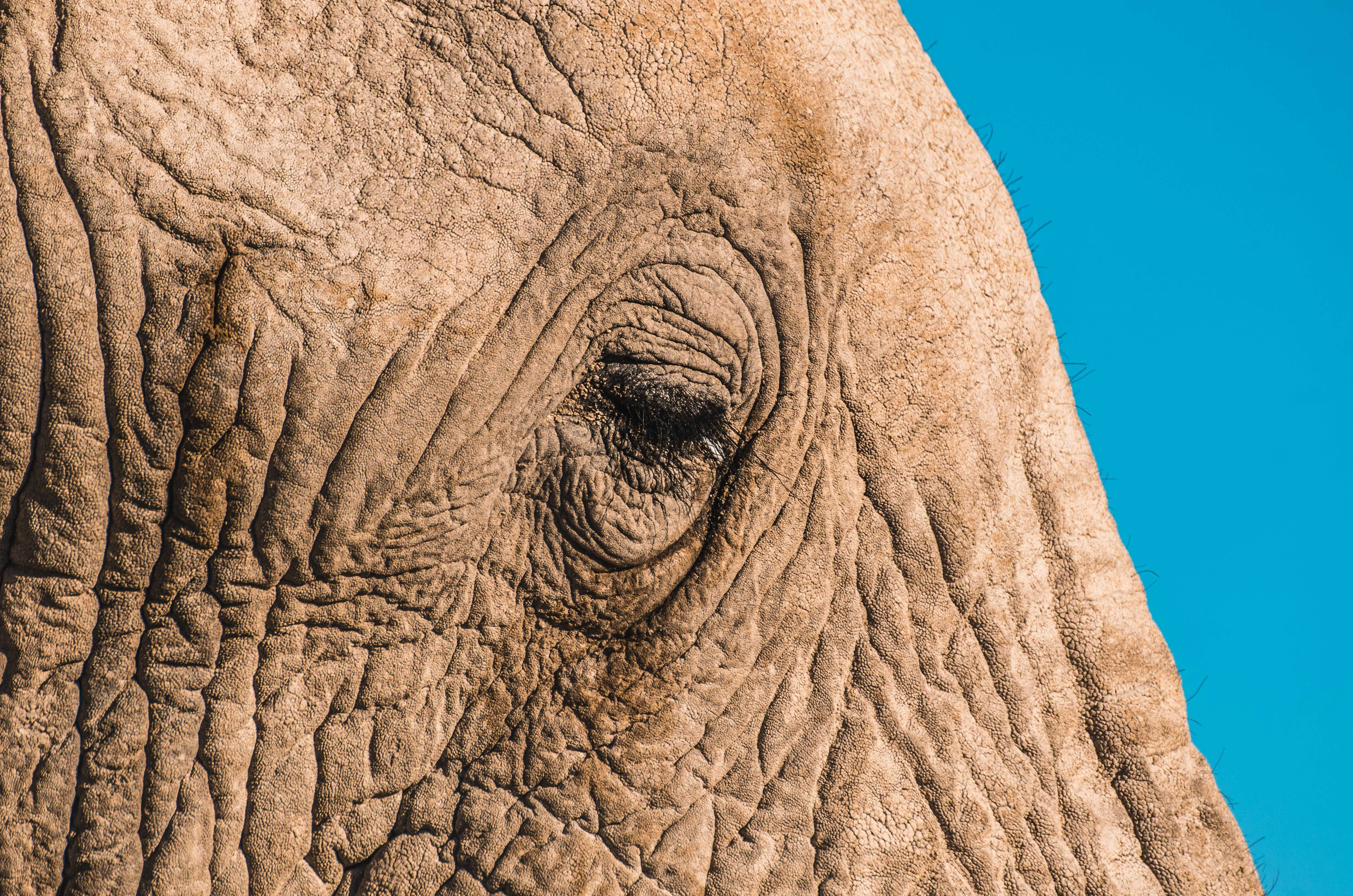 Picture of an elefant's eye